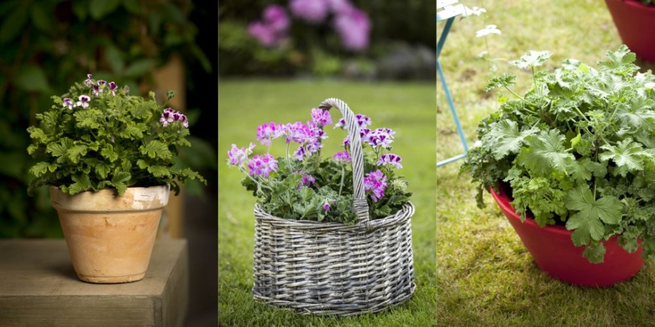 illatos_muskatli_pelargonium_graveolens