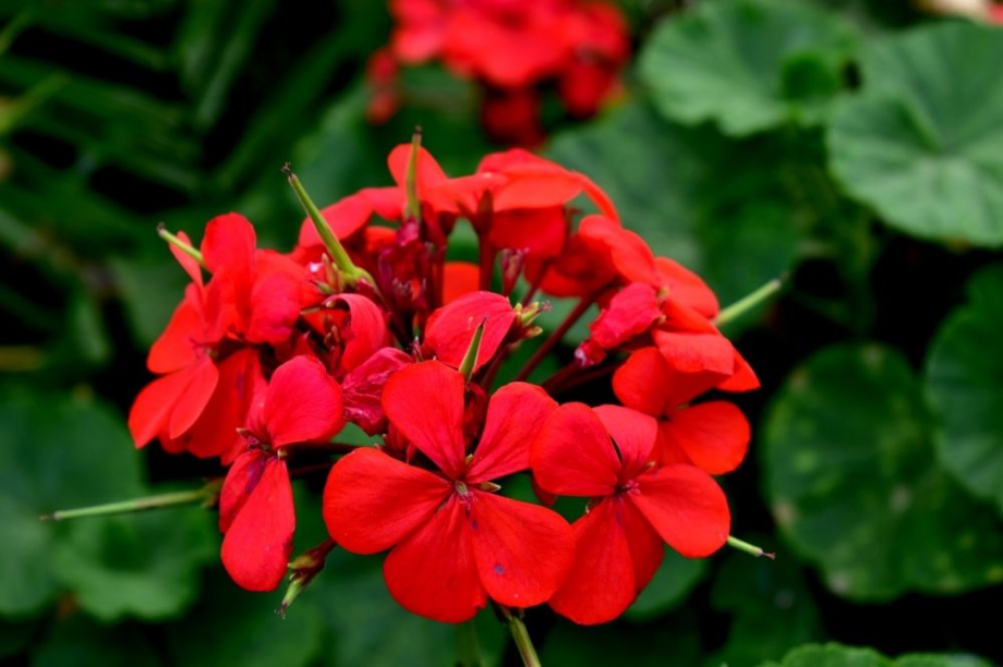 muskatli_pelargonium_termese