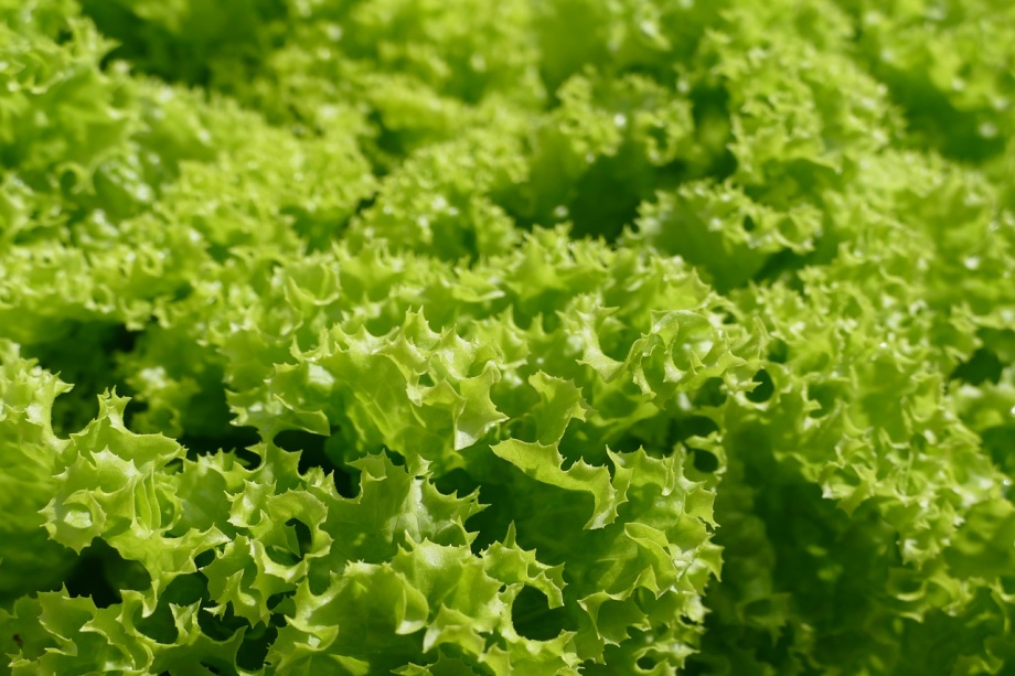 lettuce-2655054_1280