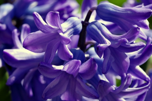 hyacinth-2202904_1920