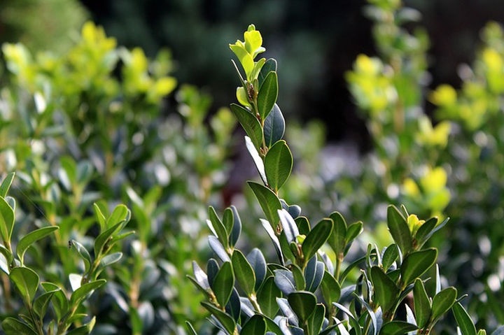 buxus