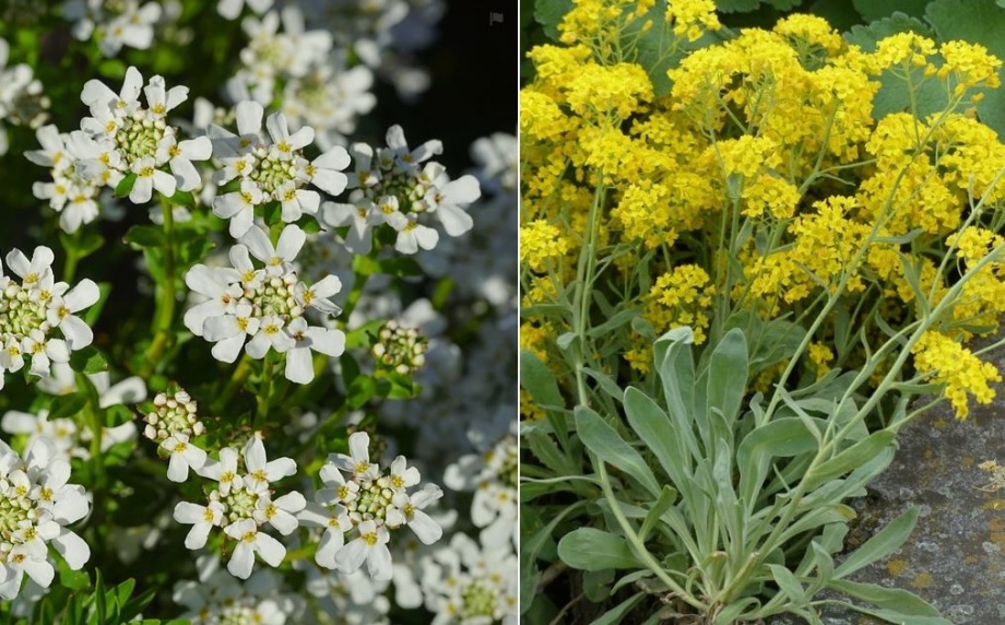 sziklakert_iberis_alyssum