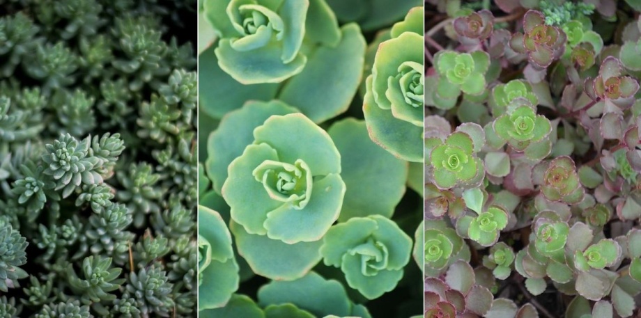 varjuhaj_sedum_talajtakaro_sziklakerti_evelo