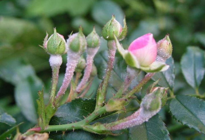 rózsák parazita elleni védekezés férgek kezelése másfél évig