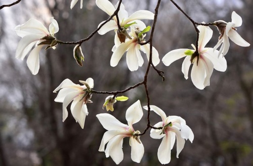 magnolia_kobus