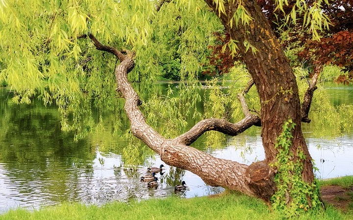 fuzfa_salix fuzfa_salix