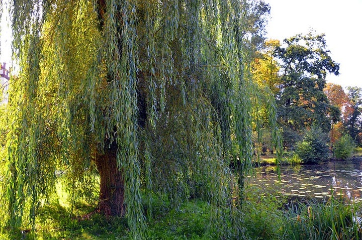 fuzfa_ultetese fuzfa_ultetese