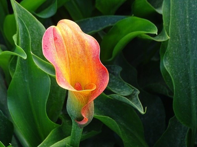 calla-1923933_640