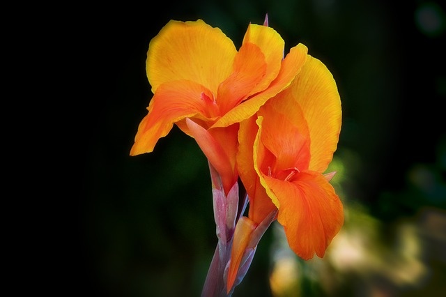 canna-52939_640