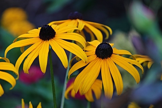 coneflower-3549331_640_1