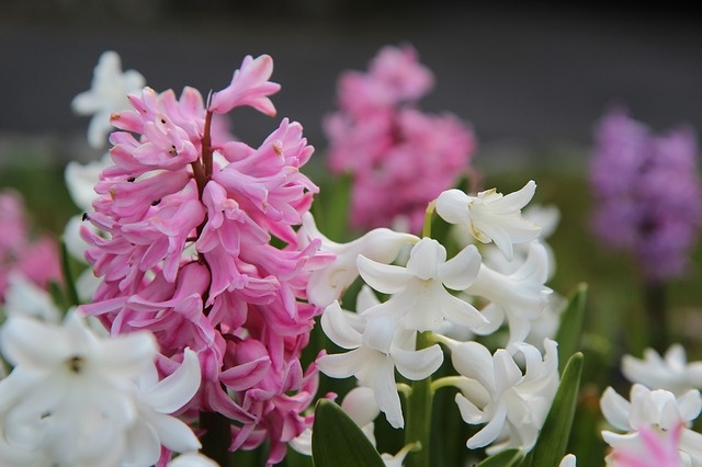 hyacinth-3296965_640_01