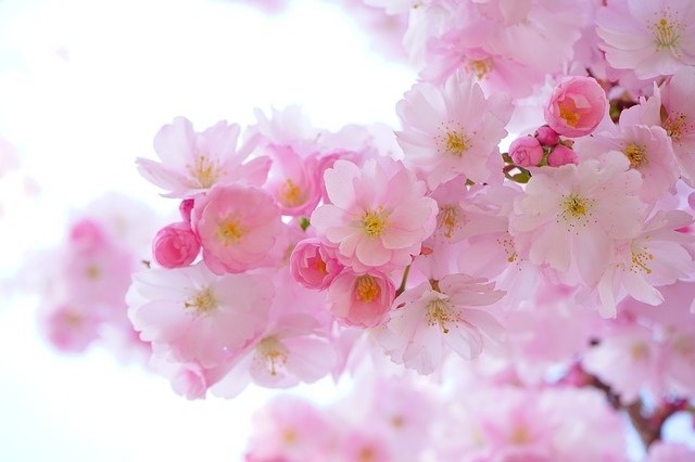 japanese-cherry-trees-324175_640