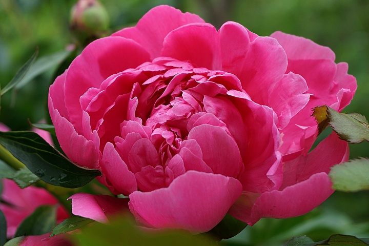 peony-5895669_1920