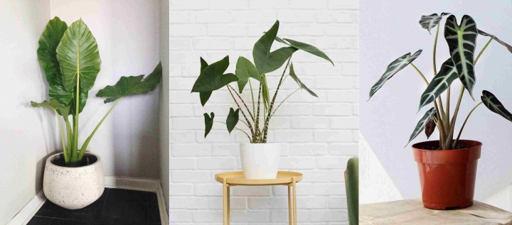 alokazia_alocasia_fajok alokazia_alocasia_fajok