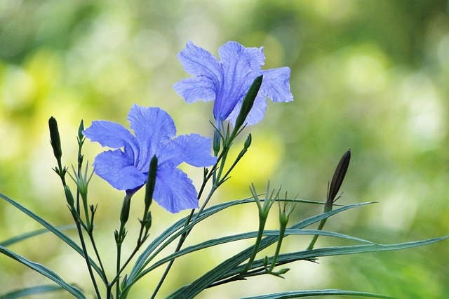 mexikói petunia metszése