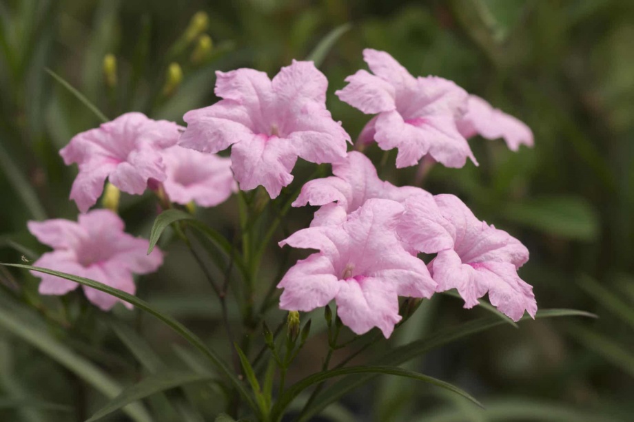 ruellia_rozsaszin ruellia_rozsaszin