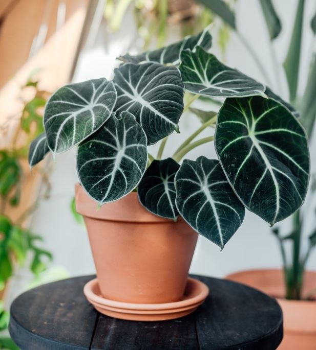 alocasia_black_velvet_01