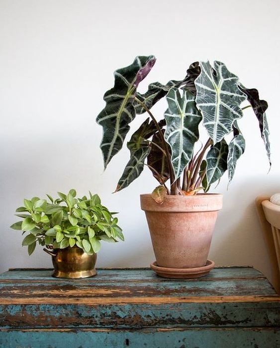 alokazia_alocasia