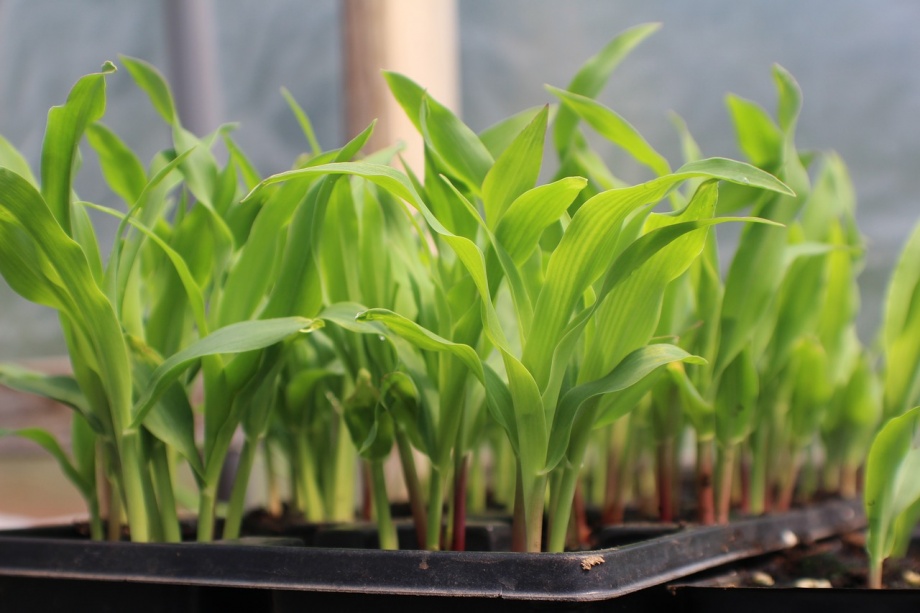corn-4054140_1280 corn-4054140_1280