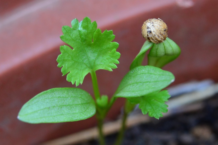 coriander-4473948_1920