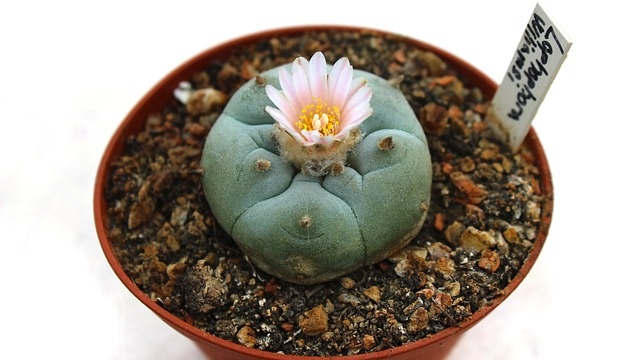 cactus-1397678_640 cactus-1397678_640