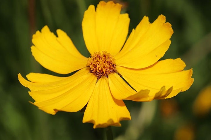 menyecskeszem_coreopsis