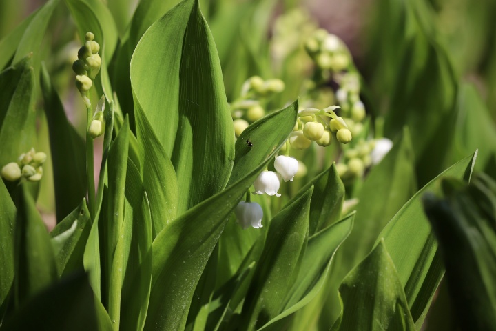 lily-of-the-valley-5104168_1920