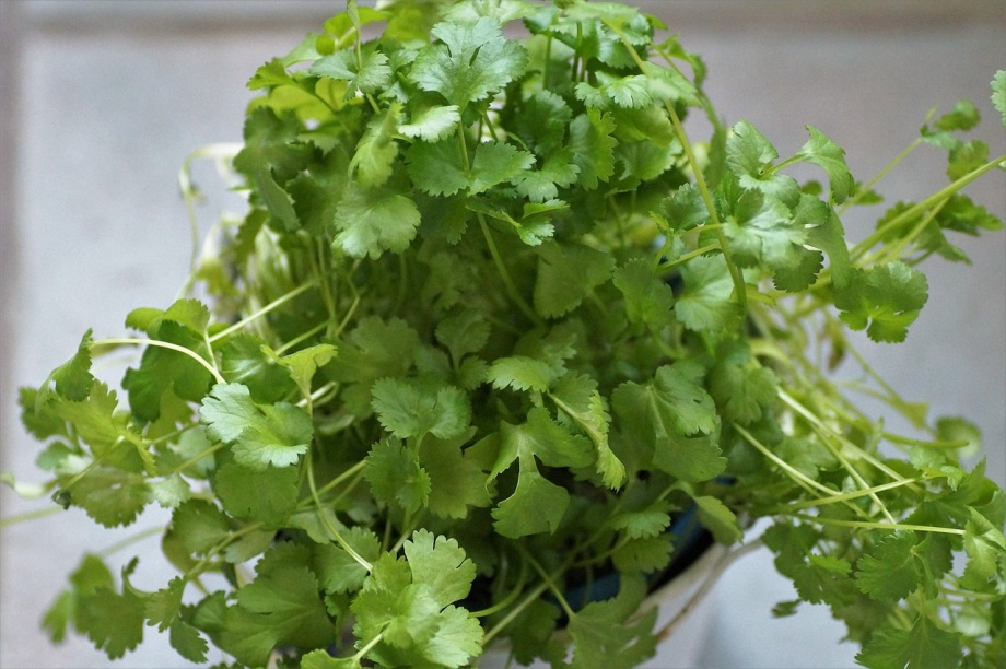 coriander-3930225_1280