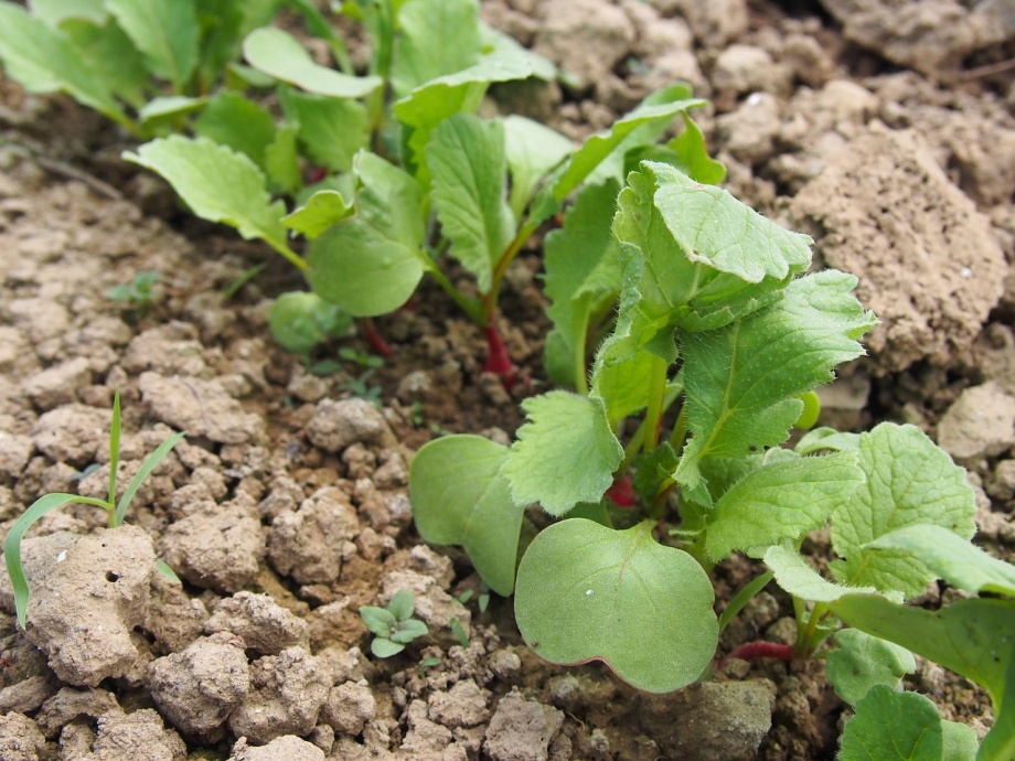field-973005_1280 field-973005_1280