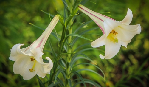 white-trumpet-lily-195122_1280