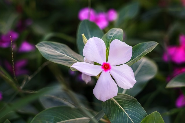 madagascar-periwinkle-3307026_640