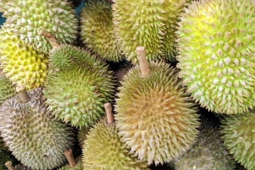 durian