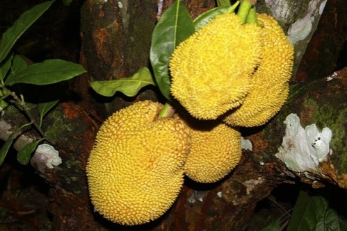 jackfruit