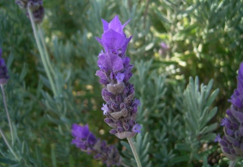 l.dentata l.dentata