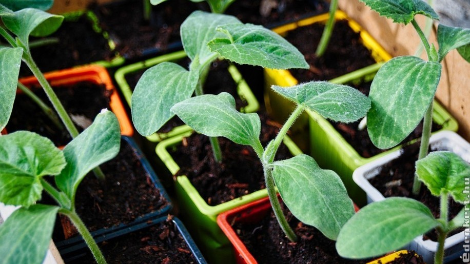 A cukkini paraziták kezelése, Kwizda Agro