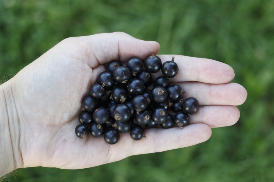 currant-957698_1280 currant-957698_1280