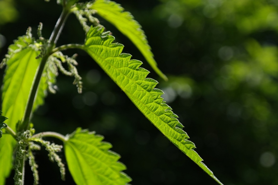 stinging-nettle-141496_1280