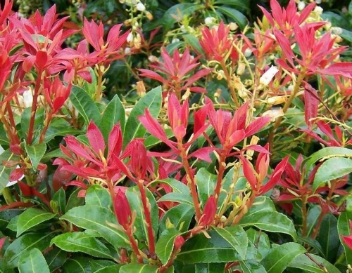 pieris_japonica