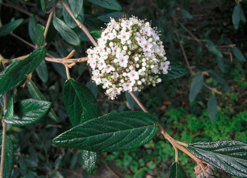 viburnum_pragense1