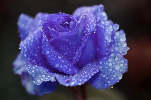 rose-817429_1920 rose-817429_1920
