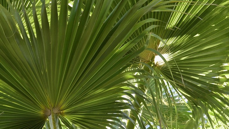 palma_washingtonia_robusta palma_washingtonia_robusta