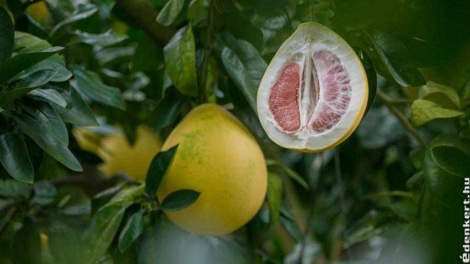 Pomelo a látáshoz - Rövidlátás és szédülés