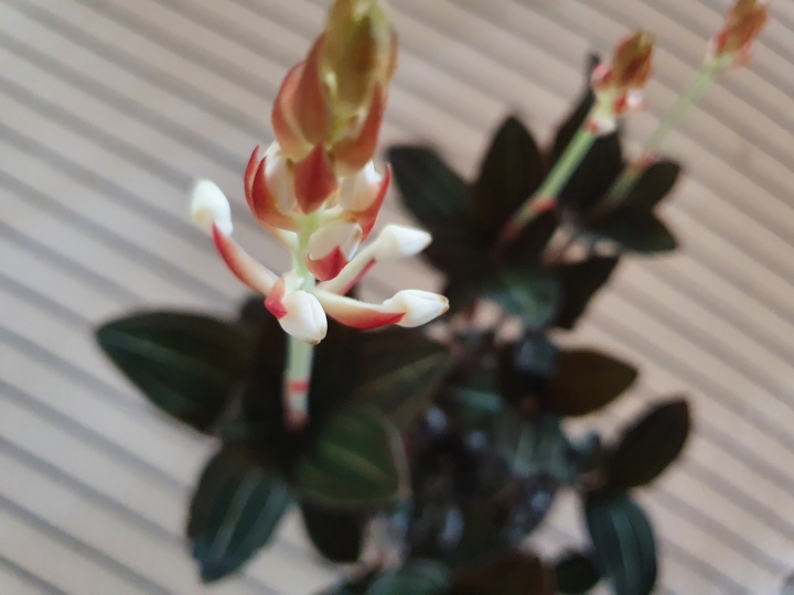 kszerorchidea_ludisia_discolor_kszerorhidea_gondozsa_ntzse_szaportsa kszerorchidea_ludisia_discolor_kszerorhidea_gondozsa_ntzse_szaportsa