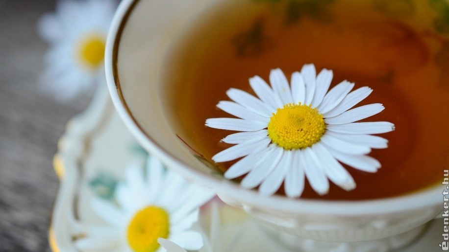 Kamilla tea - előnyei és káros hatásai a nők számára