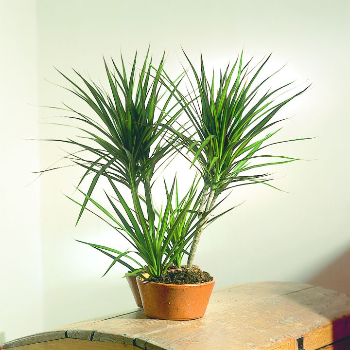 dracena_marginata_sarkanyfa