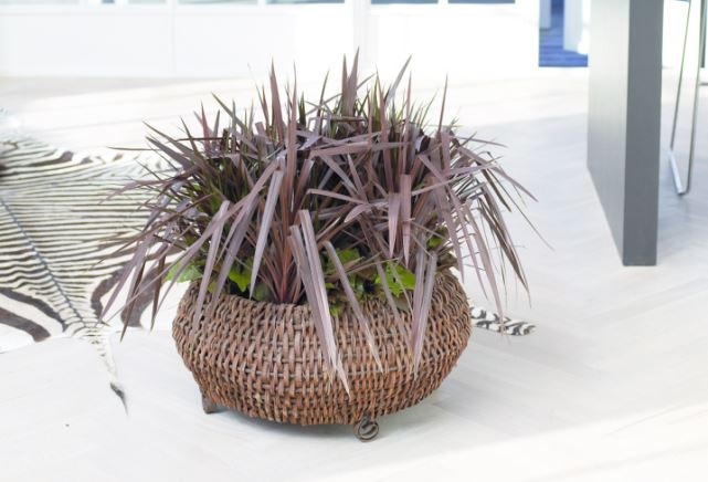 dracena_marginata_sotet_levelu