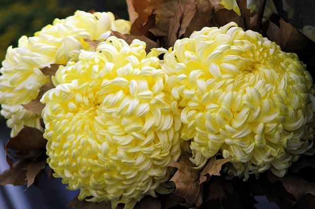 chrysanthemums-3795005_640