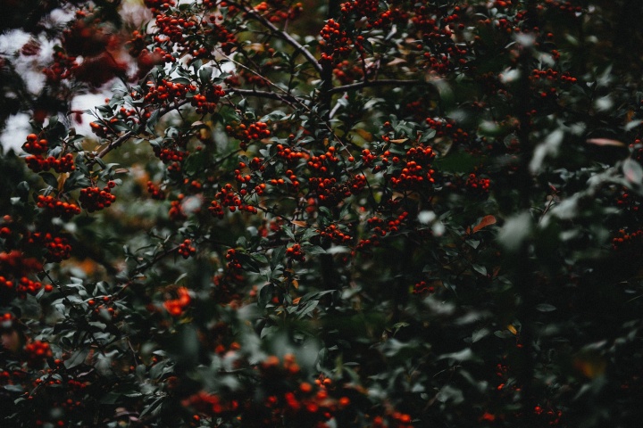 holly-berries-1082178_1920