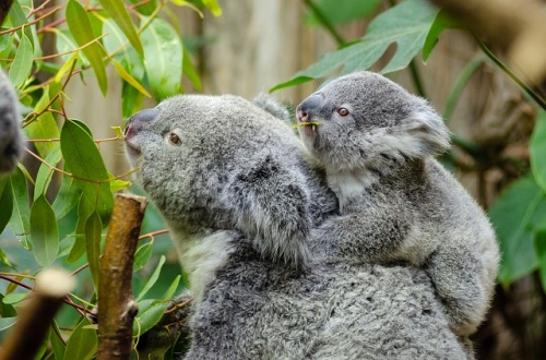 female-koala-and-her-baby-1332217_640