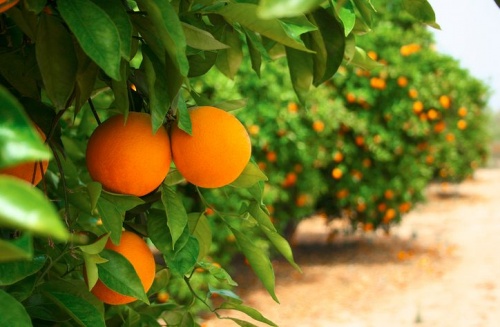 narancsfa